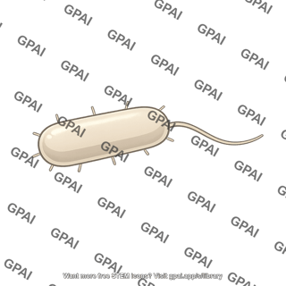 Rod shaped bacterium