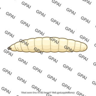 Drosophila melanogaster larva