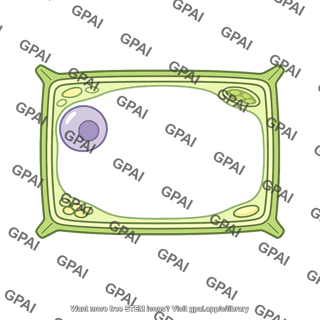 Mature plant cell