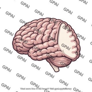 Cerebral hemisphere right