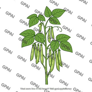 Bean plant