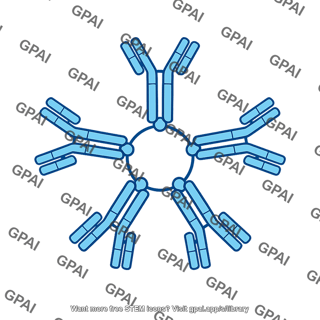 Immunoglobulin igm