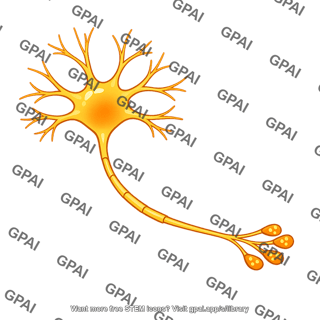 Dopamine releasing neuron