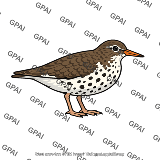 Spotted sandpiper male