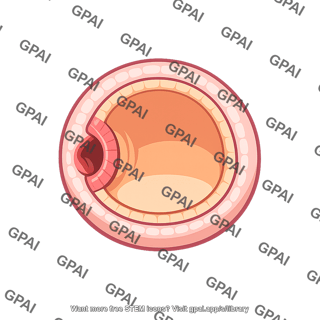 Blastopore cross section