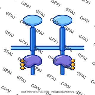 Receptor tyrosine kinase dimer