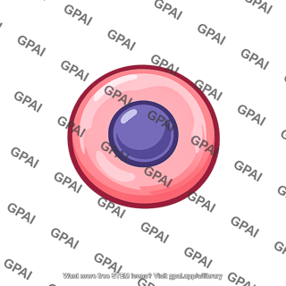Red blood cell developing
