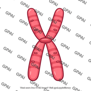 Maternal chromosome