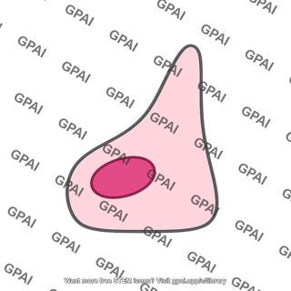Embryonic cell wedge shaped