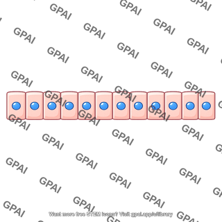 Epithelial layer