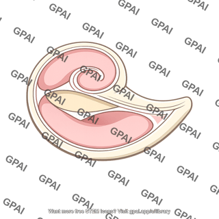 Cochlea cross section