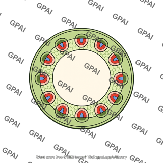 Eudicot stem cross section