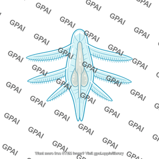 Echinoderm larva