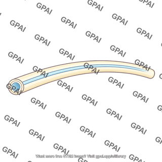 Dorsal hollow nerve cord