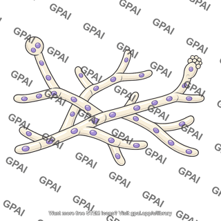 Coenocytic fungus