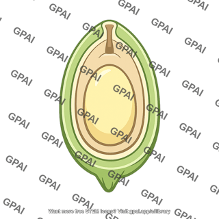 Gymnosperm megasporangium