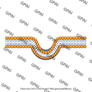 Plasma membrane invaginated