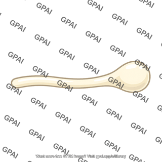 Hypha swollen tip