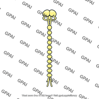 Insect nervous system