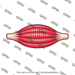 Skeletal muscle contracted
