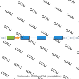 Typical eukaryotic gene
