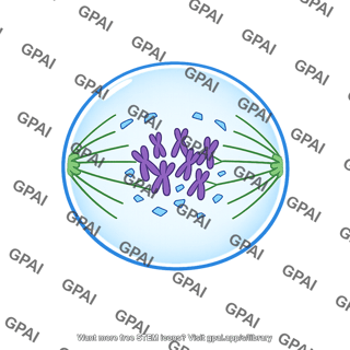 Cell prometaphase