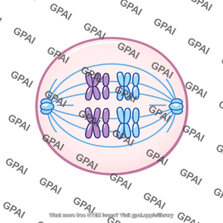 Meiosis cell