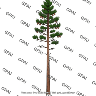 Lodgepole pine