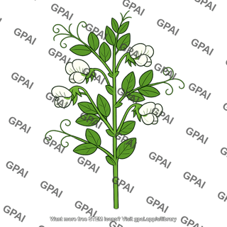 Pea plant white flowered