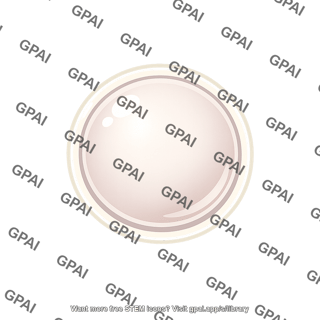 Vitelline layer