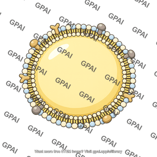 Chylomicron large