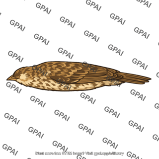 Museum specimen bird