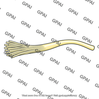 Auditory nerve