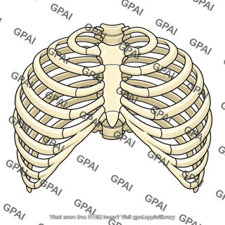 Rib cage expanded