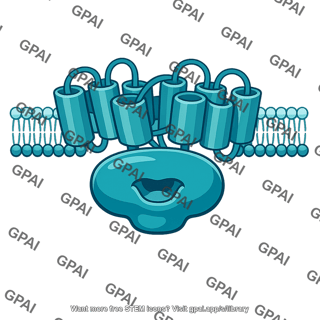 Adenylyl cyclase