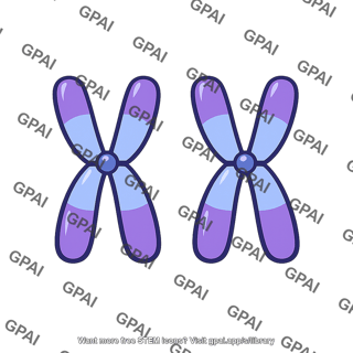 Human sex chromosome pair xx