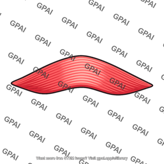 Muscle segment