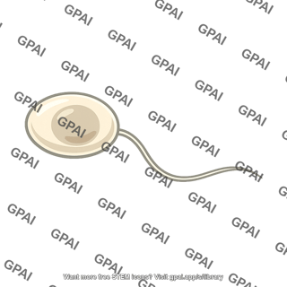 Batrachochytrium dendrobatidis zoospore