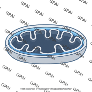 Mitochondrial intermembrane space