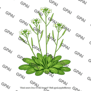 Arabidopsis plant mature