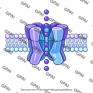 Potassium channel open