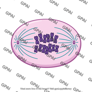 Animal mitotic cell