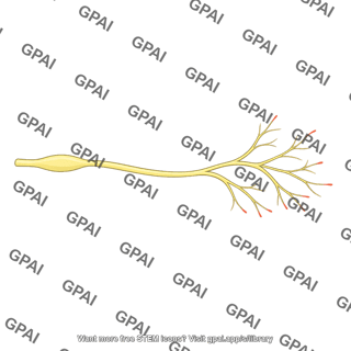 Pain receptor