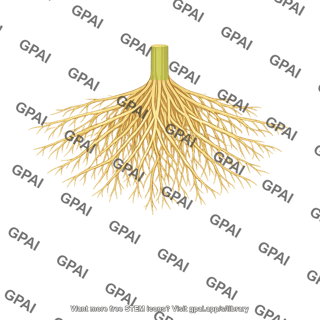 Fibrous root system