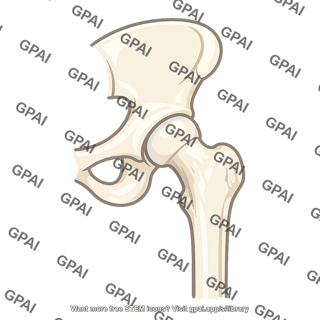 Hip joint