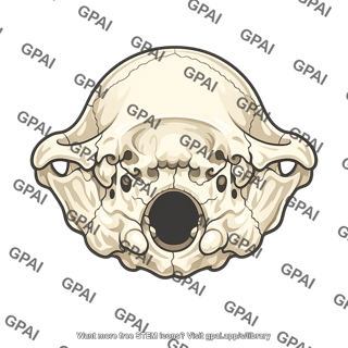 Chimpanzee skull foramen magnum posterior