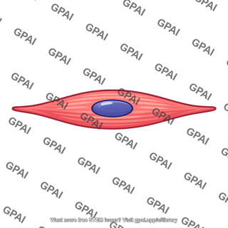 Contractile cell