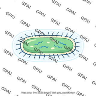 Capsule prokaryotic