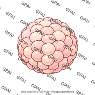 Embryo ball of cells