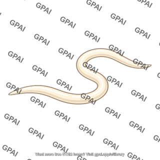 Roundworm